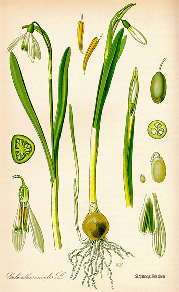 Botanische Illustration der Blumenzwiebel von einem Gewöhnlichen bzw. Kleinen Schneeglöckchen (Galanthus nivalis) aus dem Buch von Prof. Dr. Otto Wilhelm Thomé - Flora von Deutschland, Österreich und der Schweiz - von 1885, Gera, Deutschland