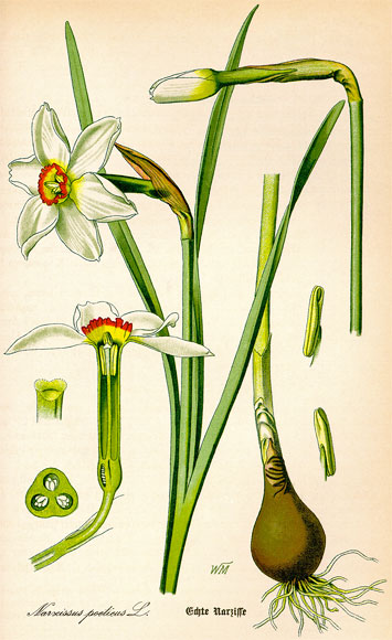 Botanische Illustration der Blumenzwiebel einer Weißen bzw. Echten Narzisse (Narcissus poeticus), auch Dichter-Narzisse, aus dem Buch von Prof. Dr. Otto Wilhelm Thomé - Flora von Deutschland, Österreich und der Schweiz - von 1885, Gera, Deutschland