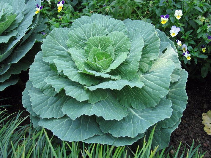 Einfarbige grüne Zierkohl-Pflanze in einem Blumen-Beet umgeben von violett-weissen Stiefmütterchen