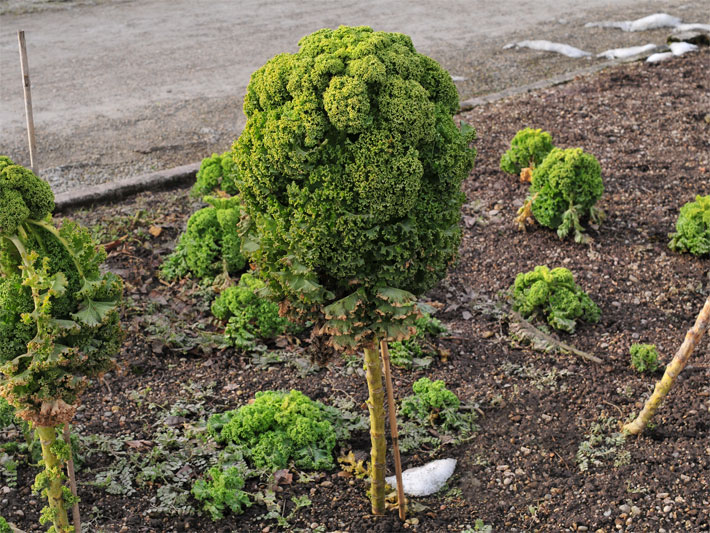 Mit einem etwa einem Meter hohen Stamm wachsender, immergrüner Grünkohl der Sorte Holter Palme, botanischer Name Brassica oleracea var. sabellica, und hellgrüner, feinkrausiger Rosette in einem Stauden-Beet und Schnee-Resten