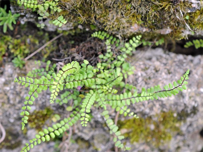 Braunstieliger Streifenfarn in einer Trockenmauer