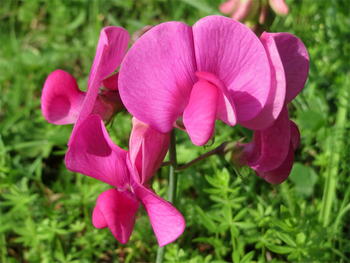 Rosa-violette Schmetterlingsblüten einer Breitblättrigen Platterbse (Staudenwicke, Wicke), botanischer Name Lathyrus latifolius, in einem Garten