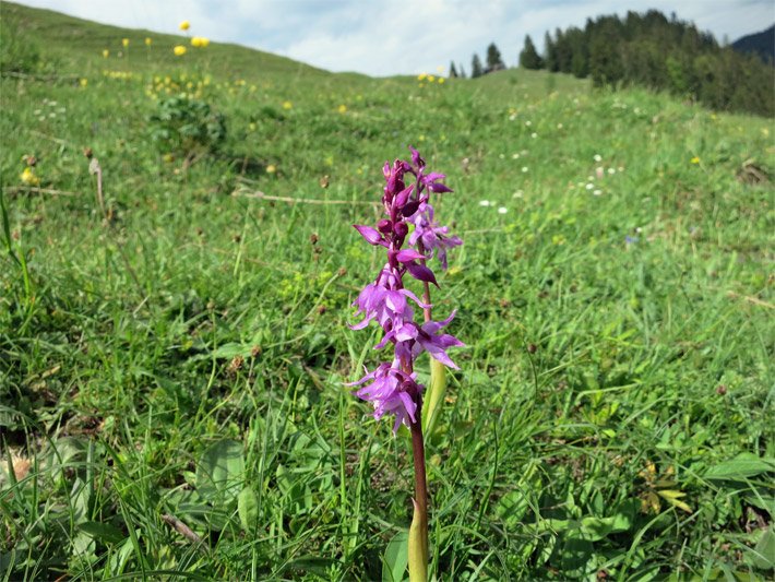 Purpurrote Blüten von einem Breitblättrigen Knabenkraut, auch Breitblättriger Fingerwurz, botanischer Name Dactylorhiza majalis, auf einer Berg-Wiese