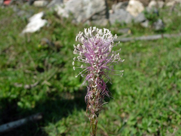 Blüte von einem Breitwegerich, botanischer Name Plantago major, mit einem ährigem Blütenstand und weißen Bürstenblüten im Garten