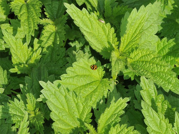 Wild wachsende, hellgrüne Brennnesseln mit einem Marienkäfer