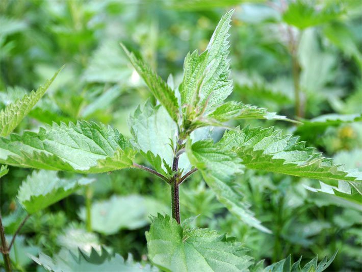 Grüne gezackte Blätter von Brennnessel-Pflanzen, botanischer Name Urtica dioica, auf einer Wiese