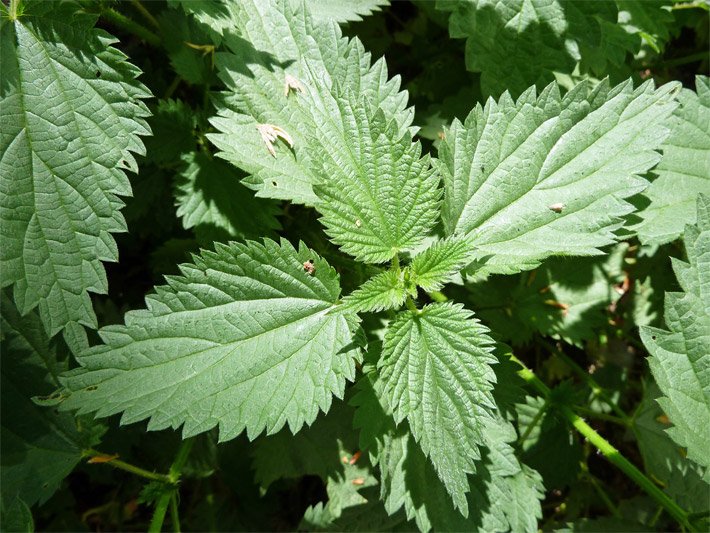 Grüne Brennesselblaetter der Großen Brennnessel, botanischer Name Urticae folium