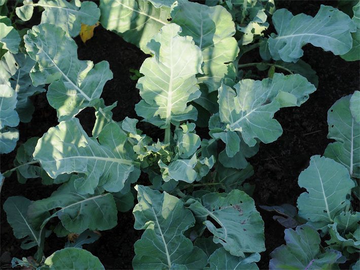 Blaugrüne Brokkoli-Blätter in einem Gemüse-Beet
