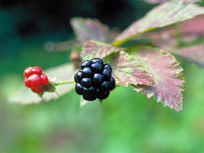 Unreife rote und reife blau-schwarze Brombeere an einem Ast