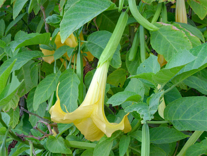 Gelbe Blüte und grüne Blätter einer Engelstrompete, botanischer Name Brugmansia arborea