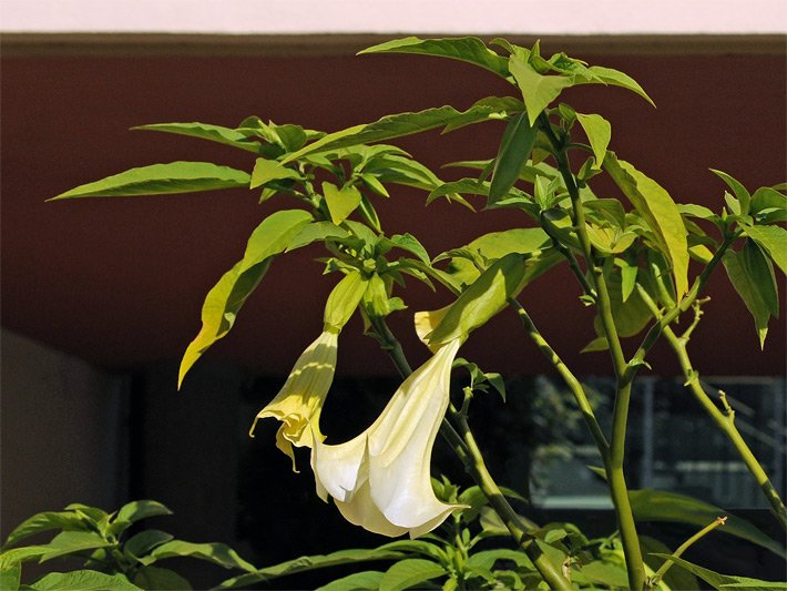 Duftende Engelstrompete mit grünen Blättern und blassgelben Blüten