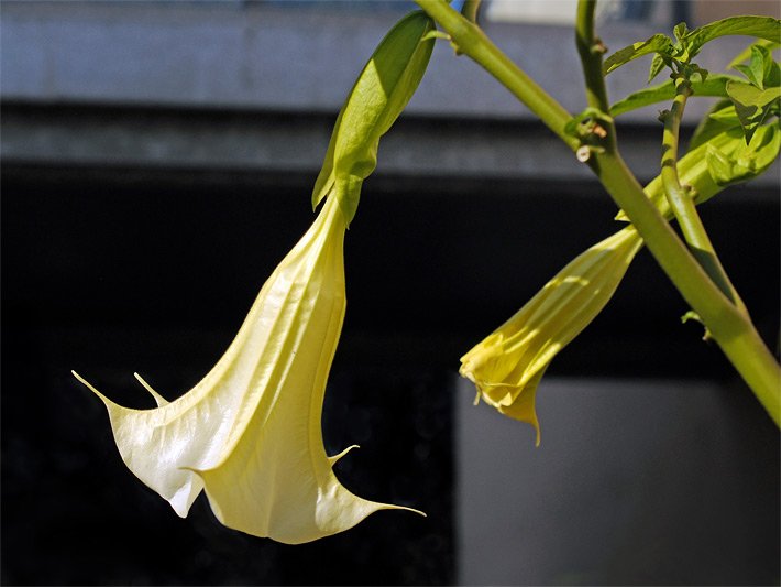 Blasse weiß-gelbe, trichterförmige Blüte einer Duftenden Engelstrompete, botanischer Name Brugmansia suaveolens
