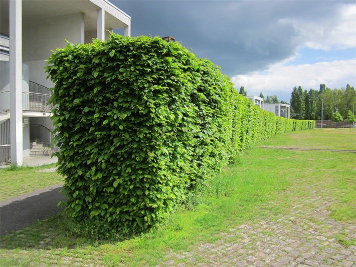 Quaderförmig geschnittene, lange Buchenhecke, Carpinus betulus, im Frühjahr mit grünen Blättern