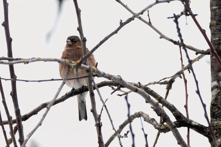 Ein Buchfink, faunisch Fringilla coelebs, auf einem Ast