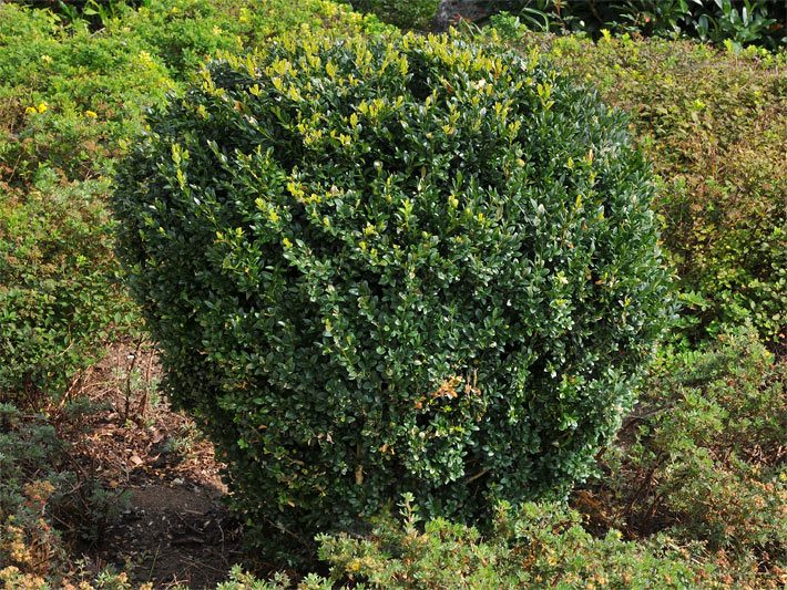 Halbhoch in Trichter-Form geschnittener Buchsbaum, botanischer Name Buxus sempervirens, mit kleinen Blättern in einem Garten