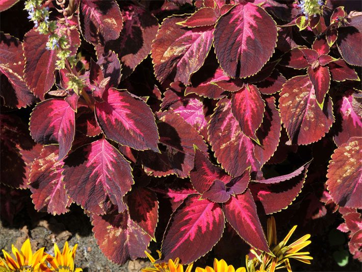 Buntnessel-Hybride der Sorte Kingswood Torch, botanischer Name Coleus, mit dunkelroten Blättern, die in der Mitte hellrot gemustert sind