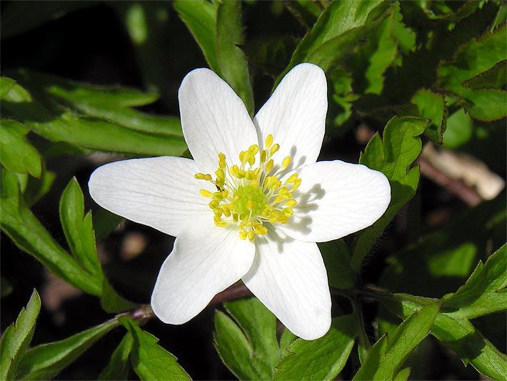 Weiße Blüte mit gelben Staubblättern von einem Buschwindröschen, botanischer Name Anemone nemorosa