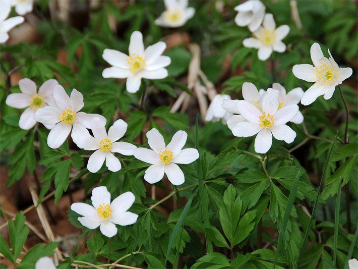 Blüten eines Buschwindröschen mit weißen Staubfäden und gelben Staubbeuteln im Wald