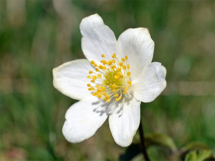 Blüten-Pollen bietende Schalenblüte von einem Buschwindröschen, botanischer Name Anemone nemorosa, mit sechs weißen Blütenblättern mit mittig honiggelben Staubblättern