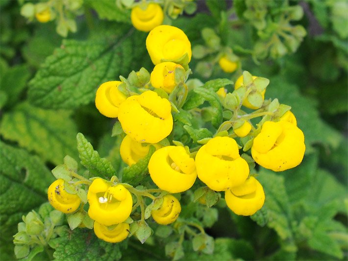 Lippenblüten mit gelber Blütenfarbe und zum Teil geöffnete Blüten einer Garten-Pantoffelblume, botanischer Name Calceolaria integrifolia oder rugosa, in einem Beet