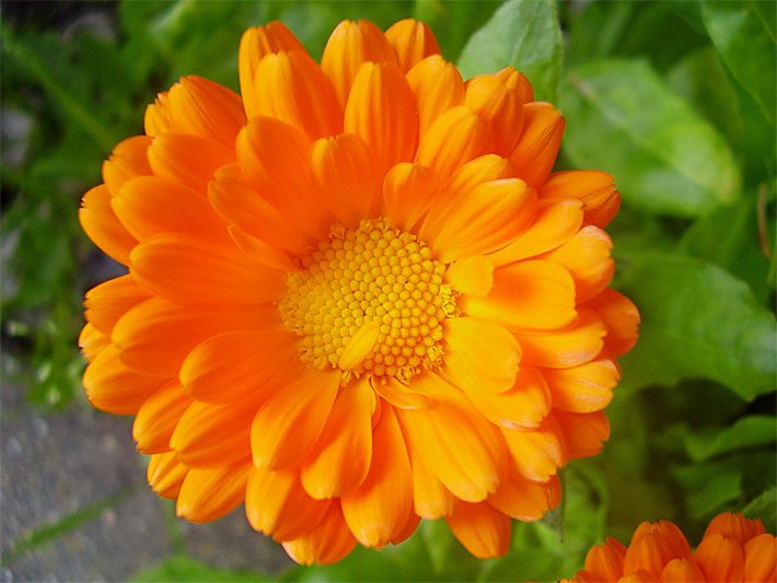 Orange Körbchen-Blüte einer Garten-Ringelblume, botanischer Name Calendula officinalis, auf einem Grab