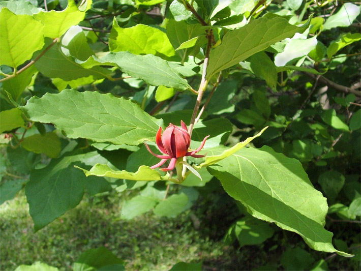 Hellgrüne Blätter und purpurrote, sternförmige Blüte von einem Echten Gewürzstrauch, botanischer Name Calycanthus floridus