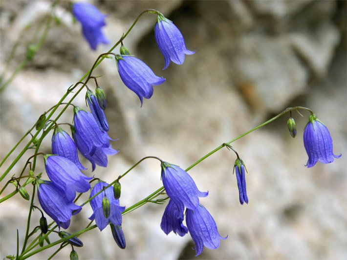 Glockenblüten von einer Rasen-Glockenblume mit blass-violetter Blüten-Farbe, botanischer Name Campanula cespitosa