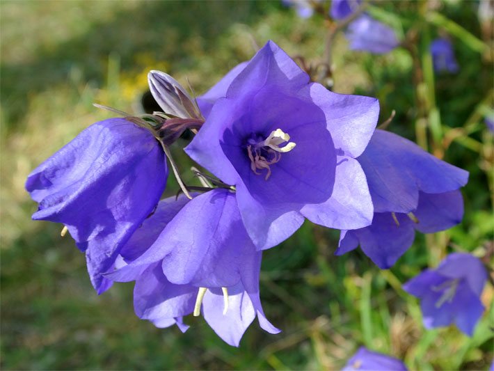 Blau-violette Blüten einer Pfirsichblättrigen Glockenblume