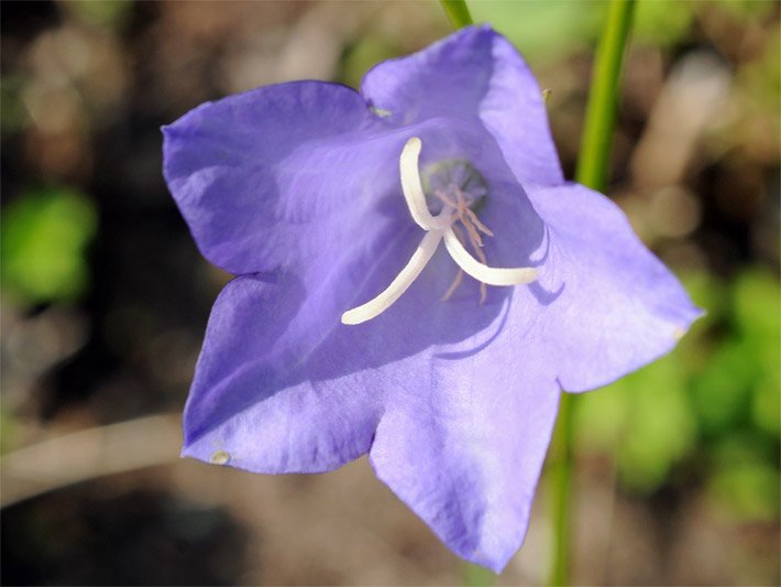 Blass-violette Blüte von einer Rundblättrigen Glockenblume, botanischer Name Campanula rotundifolia, auf dem Balkon