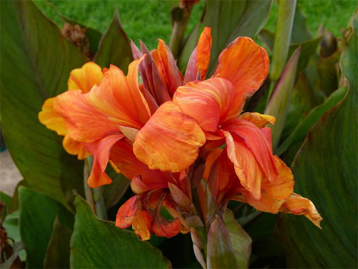 Orange-rote Blüten von einem Indischen Blumenrohr, botanischer Name Canna indica, in einem Blumenbeet