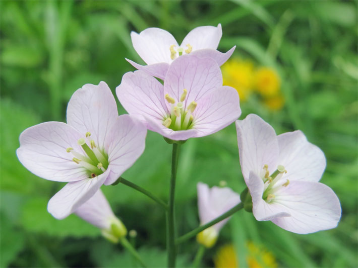 Blass-violett blühendes Wiesen-Schaumkraut, botanischer Name Cardamine pratensis, mit Tellerblüte