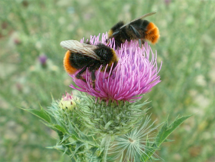 Violett-purpurfarbene, Körbchen-Blüte einer Stacheligen Weg-Distel, botanischer Name Carduus acanthoides, mit zwei Hummeln