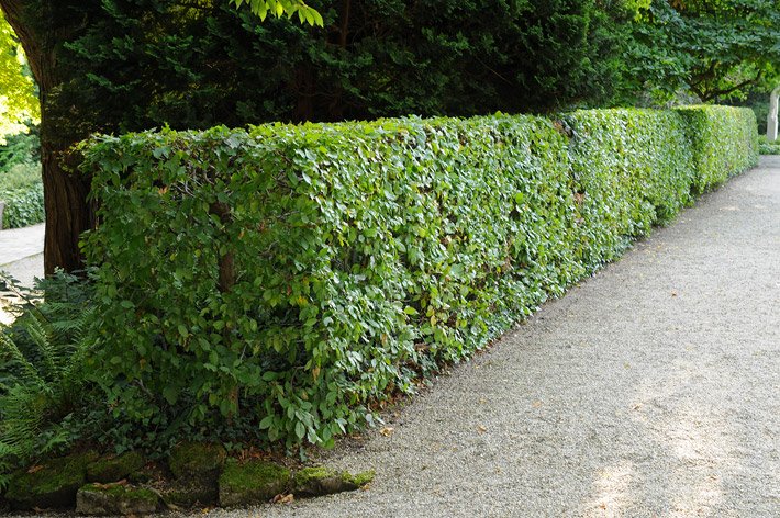 Hainbuchen-Hecke mit quaderförmigem Formschnitt an einem Park-Weg