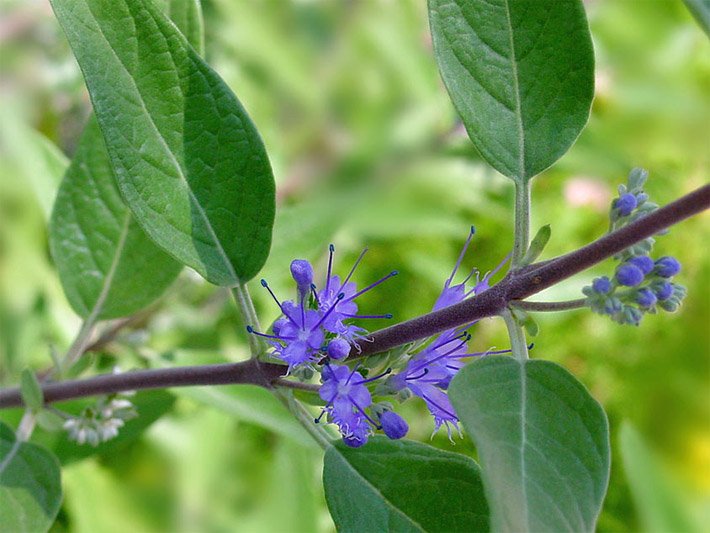 Blau-violette Blüten einer Clandon-Bartblume der Sorte Heavenly Blue, botanischer Name Caryopteris clandonensis