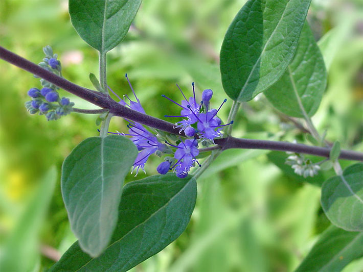 Bartblume, botanischer Name Caryopteris clandonensis, mit Blättern und violetten Blüten
