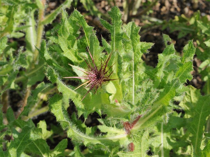 Leuchtend grüne Blätter mit kleinen Stacheln und verblühtem Blütenstand mit braun-violetten Hüllblättern von einem Benediktenkraut