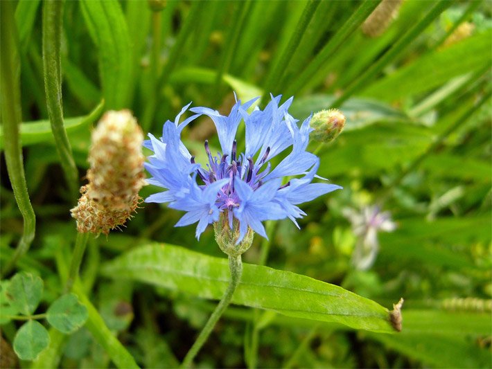 Blau-purpur farbene Blüte einer Kornblume, botanischer Name Centaurea cyanus, mit Körbchen-Blütenstand