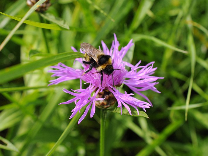 Purpur-rosa farbene Blüte einer Wiesen-Flockenblume, botanischer Name Centaurea jacea, mit Körbchen-Blütenstand, auf der eine Hummel sitzt