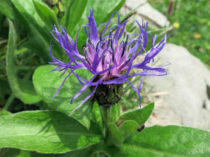 Blühende Berg-Flockenblume, botanischer Name Centaurea montana, mit rosaroten Innenblüten und violett-blauen Außenblüten