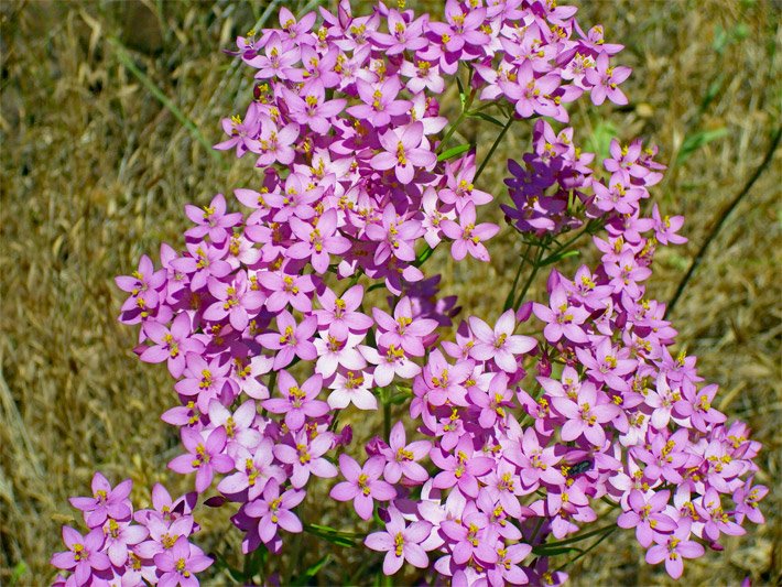 Tellerblüten mit rosa-violetter Blüten-Farbe von einem Echten Tausendgüldenkraut, botanischer Name Centaurium erythraea