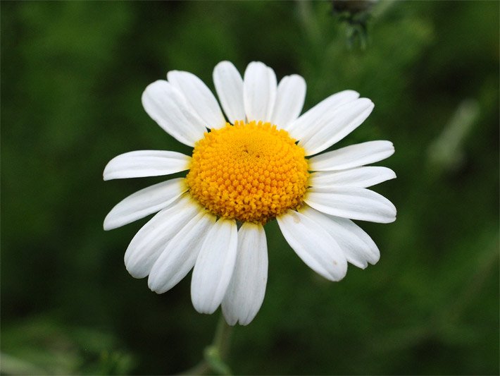 Römische Kamille, botanischer Name Chamaemelum nobile, mit weißen Zungenblüten angeordnet um einen gelben Körbchen-Blütenstand mit gelben Röhrenblüten