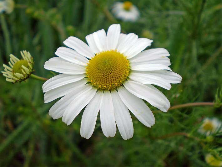 Weiß-gelbe Körbchen-Blüte von einer Echten Kamille, botanischer Name Chamomilla recutita, mit weißen Zungenblüten und körbchenförmig mittig angeordeten dunkelgelben Röhrenblüten