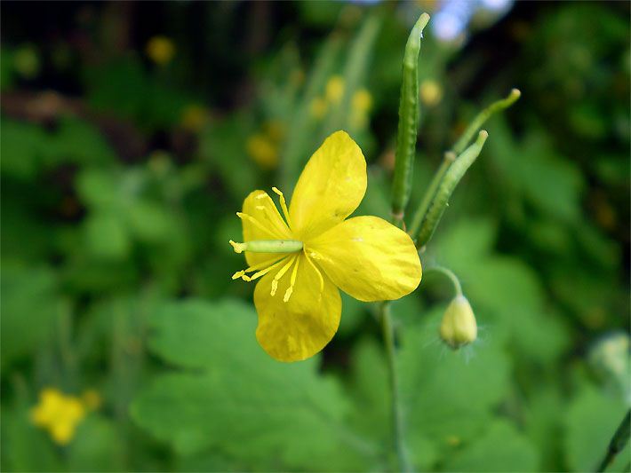 Gelbe Chelidonium-Majus-Blüte in einem Kräuterbeet