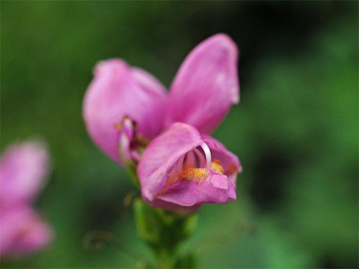 Lippenblüte mit rosa-violetter Blüten-Farbe einer Schiefen Schildblume (auch Schlangenkopf), botanischer Name Chelone obliqua, in einem Blumenkasten auf dem Balkon