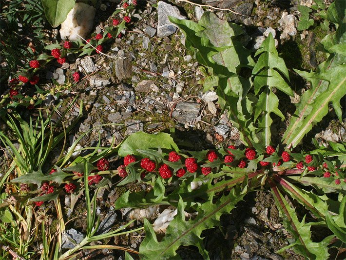 Echter Erdbeerspinat in einem Gemüsebeet mit grünen Blättern und roten, erdbeerähnlichen Früchten vor dem Ernten