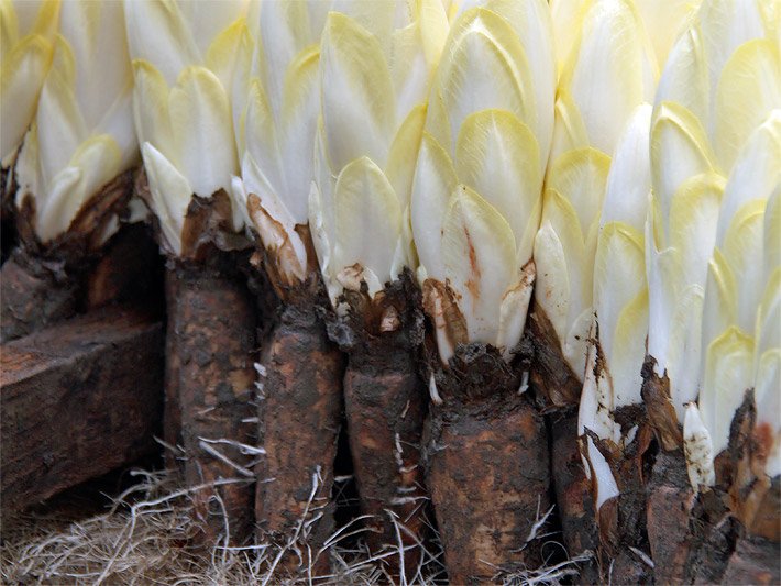 Weiß-gelbe Blätter und braune Wurzelknollen einer Gewöhnlichen Wegwarte, die auch Chicoree-Wurzel oder Wurzelzichorie genannt wird