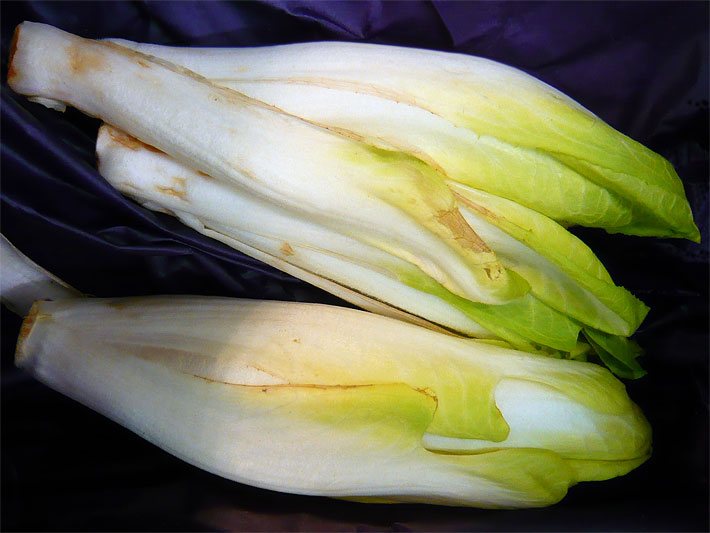 Zwei weiße Chicoree-Salat-Blattrosetten oder Knospen mit hellgrünen Spitzen nach dem Ernten