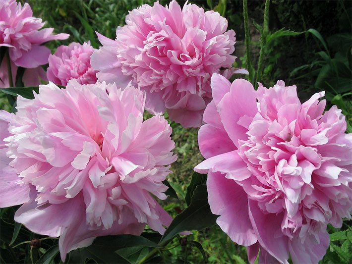 Rosa Blüten einer Chinesischen Päonie bzw. Edel-Pfingstrose, botanischer Name Paeonia lactiflora
