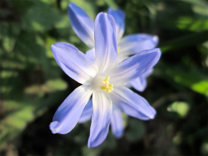 Blau-violett blühende Gewöhnliche Sternhyazinthe, botanischer Name Chionodoxa luciliae, mit weißer Blütenmitte in einem schattigen Winterblumenkasten