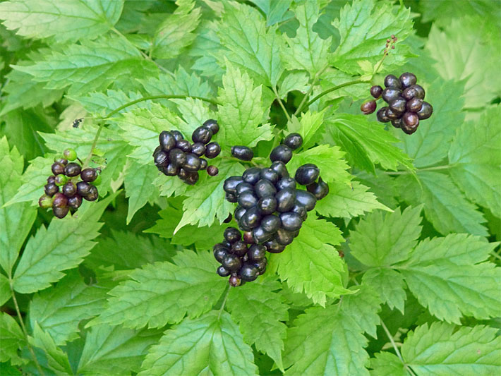 Lila-schwarze Früchte von einem Christophskraut mit grünen Blättern, botanischer Name Actaea spicata